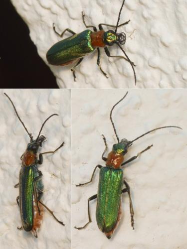Réf. 258 912 : Anogcodes seladonius
